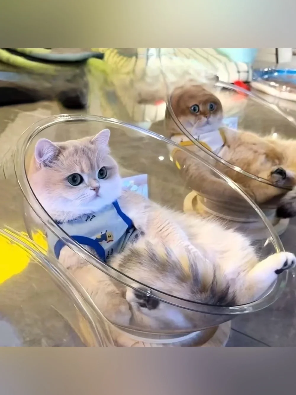 Cat Bed Space Capsule Rotating Platform Semi-Enclosed Acrylic Cave Lightweight